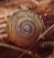 Oreomava johnstoni