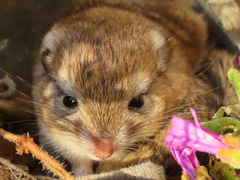 Desmodillus auricularis