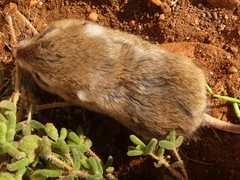 Desmodillus auricularis