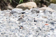 Charadrius placidus