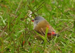 Coccopygia quartinia