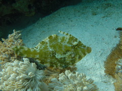 Acreichthys tomentosus