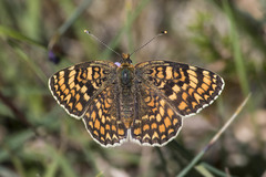 Melitaea pseudornata