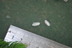 Cryptolaemus montrouzieri