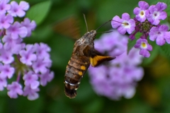 Macroglossum passalus
