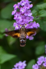 Macroglossum passalus
