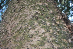 Cryptolaemus montrouzieri