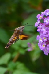 Macroglossum passalus