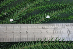 Cryptolaemus montrouzieri