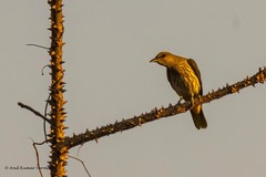 Indian Golden Oriole photo 5