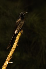 Dicrurus macrocercus