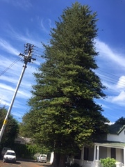 Cryptolaemus montrouzieri