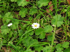 Bellis perennis