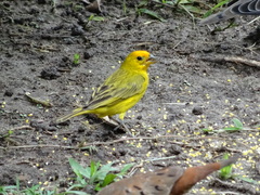 Sicalis flaveola