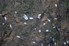 Cryptolaemus montrouzieri