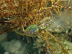 Synalpheus stimpsonii