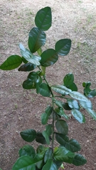 Citrus hystrix