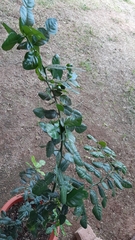 Citrus hystrix