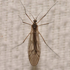 Trichocera bimacula