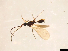 Ambositrinae