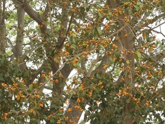 Ficus drupacea