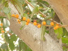 Ficus drupacea