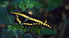 Heraclides thoas brasiliensis