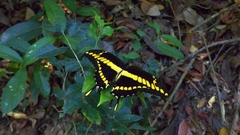 Heraclides thoas brasiliensis