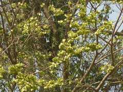 Holoptelea integrifolia