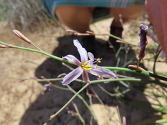 Caesia contorta