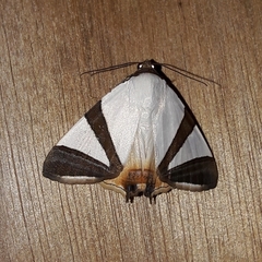 Eulepidotis rectimargo