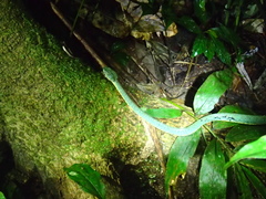 Bothrops bilineatus