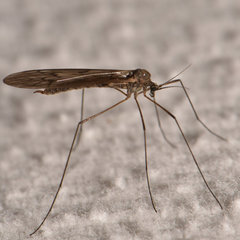 Trichocera bimacula