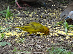 Sicalis flaveola