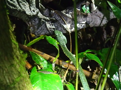 Bothrops bilineatus