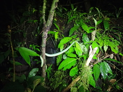 Bothrops bilineatus