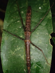 Lobolibethra