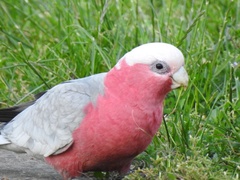 Eolophus roseicapilla