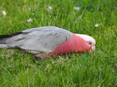 Eolophus roseicapilla