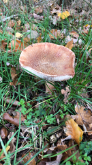 Amanita rubescens