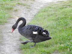 Cygnus atratus