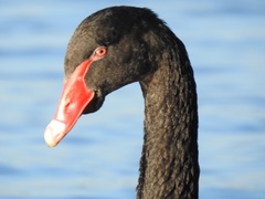 Cygnus atratus