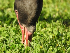 Cygnus atratus