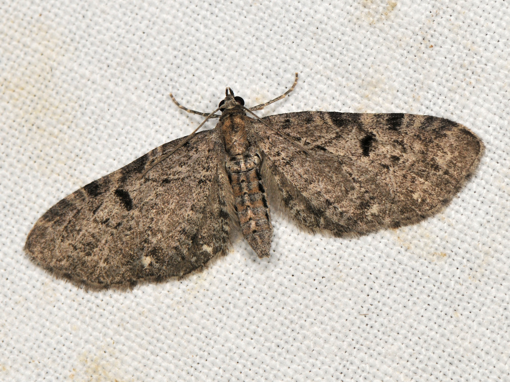 Eupithecia actaeata
