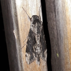 Erinnyis oenotrus