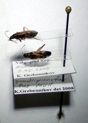 Beosus quadripunctatus