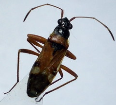 Beosus quadripunctatus