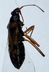 Beosus quadripunctatus