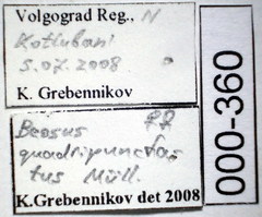 Beosus quadripunctatus