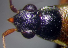 Beosus quadripunctatus